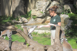 recensione bioparco roma, il pasto dei Lemuri
