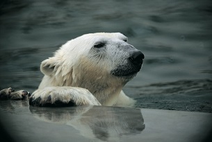 Polar_bear,_Aalborg_Zoo