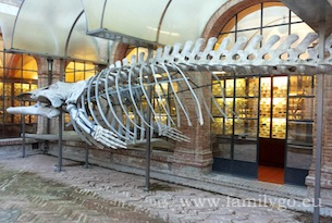 Museo-storia-naturale