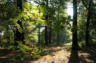 Sherwood-Forest