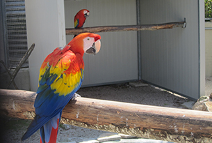 italia-miniatura-pappagalli