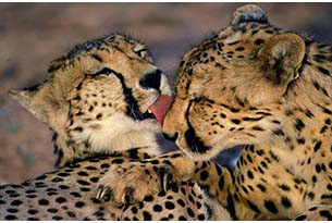 sudafrica-cheetahs 01301746
